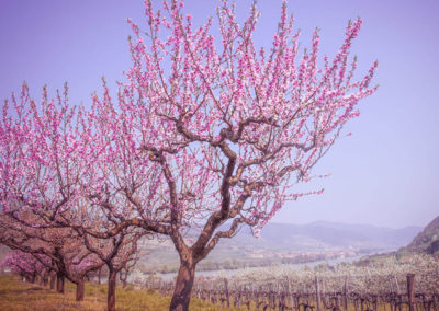 Marillenblüte_Wachau