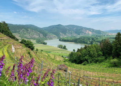 Donau Wachau Weißenkirchen