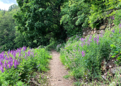 Welterbesteig Weißenkirchen wandern Wachau