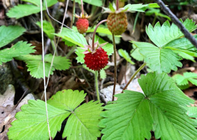 Erdbeeren_Wachau