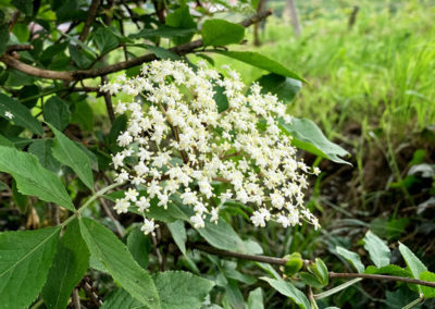 Holunderblüte_Wachau