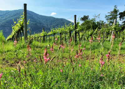 Wachau_Weingarten_Welterbesteig