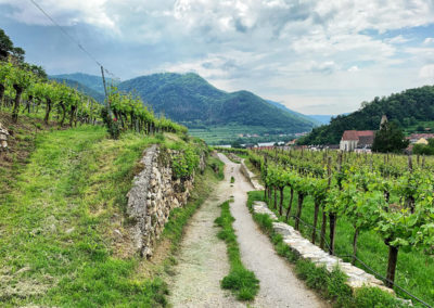 Wanderweg_Spitz_Wachau