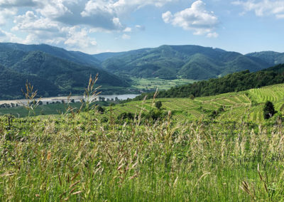 Weingarten_Welterbesteig_Wachau