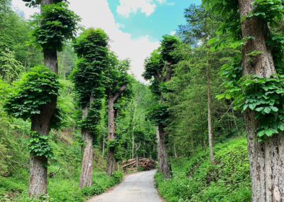 Welterbesteig_Wachau_Allee