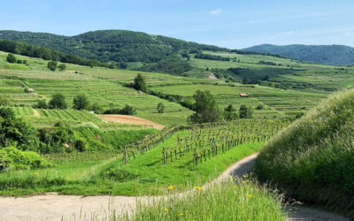 Wandern am Welterbesteig Weißenkirchen-Spitz