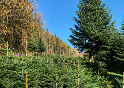 welterbesteig wachau jauerling christbaum