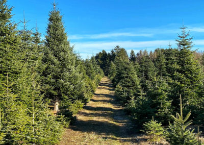 welterbesteig wandern christbaumkultur