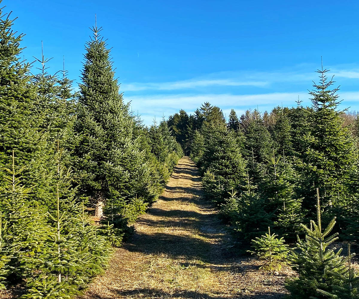 welterbesteig wandern christbaumkultur