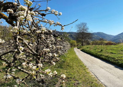 Panaromaweg Wachau Marillenmeile