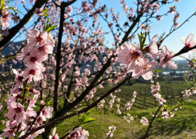 Panaromaweg Wachau Rossatz Pfirsichblüte