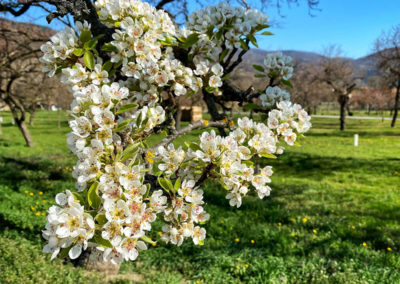 Panaromaweg Wachau Rührsdorf Blüte