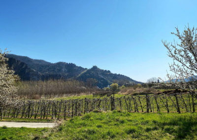 Panaromaweg Wachau Ruine Dürnstein