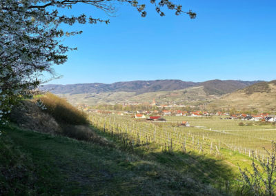 Panaromaweg Wachau Rossatz Weissenkirchen