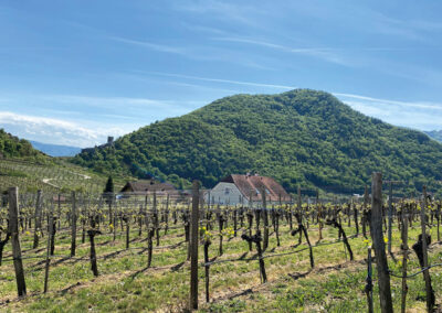 Wandern_Spitz_Hinterhaus_Wachau