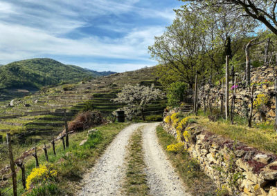 wandern_weissenkirchen_achleiten_wachau