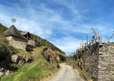 wandern_weissenkirchen_achleiten_wachau_weinberg