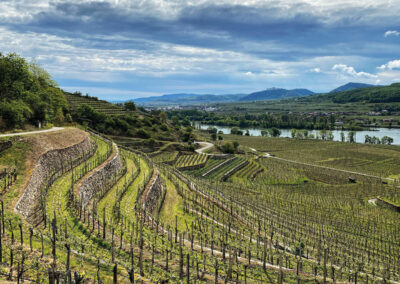 Loibnerberg_Wachau