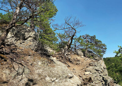 Wandern_Vogelbergsteig_Wachau