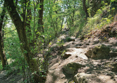 Wandern_Wachau_Vogelbergsteig_Empfehlung