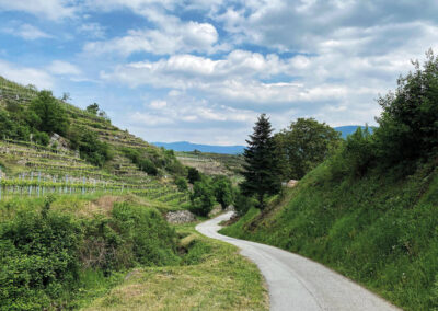 spitz_wachau_weinterrassen