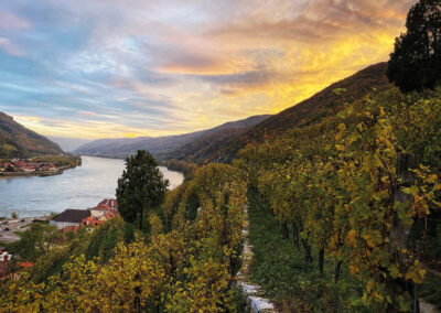 spitz_weingarten_wachau