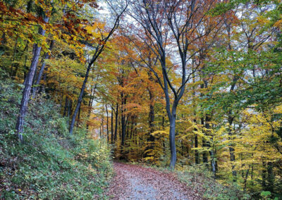 waldweg_spitz_wandern