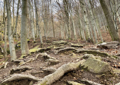 wandern_wald_wachau