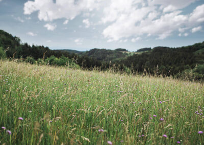 jauerling_naturpark_wiese