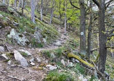 waldweg_hirschwand_wachau