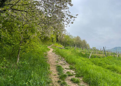 Tausendeimerberg_Spitz_Wachau_Aufstieg