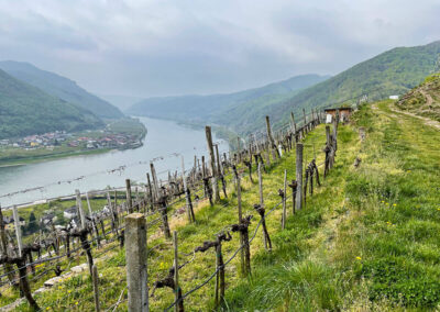 Tausendeimerberg_Spitz_Wachau_Ausblick