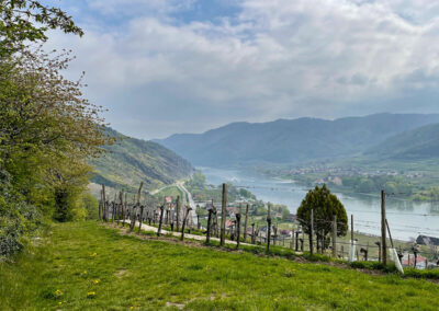 Tausendeimerberg_Spitz_Wachau_Donau