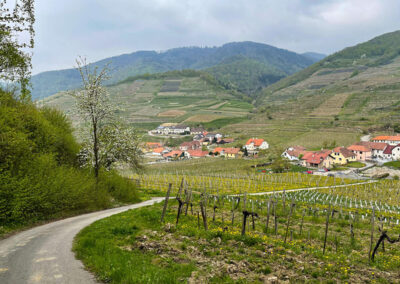 Tausendeimerberg_Spitz_Wachau_Quitten