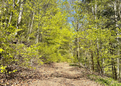 rundwanderung_willendorf_waldweg_wachau