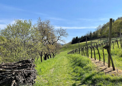 rundwanderung_willendorf_weingarten_wachau