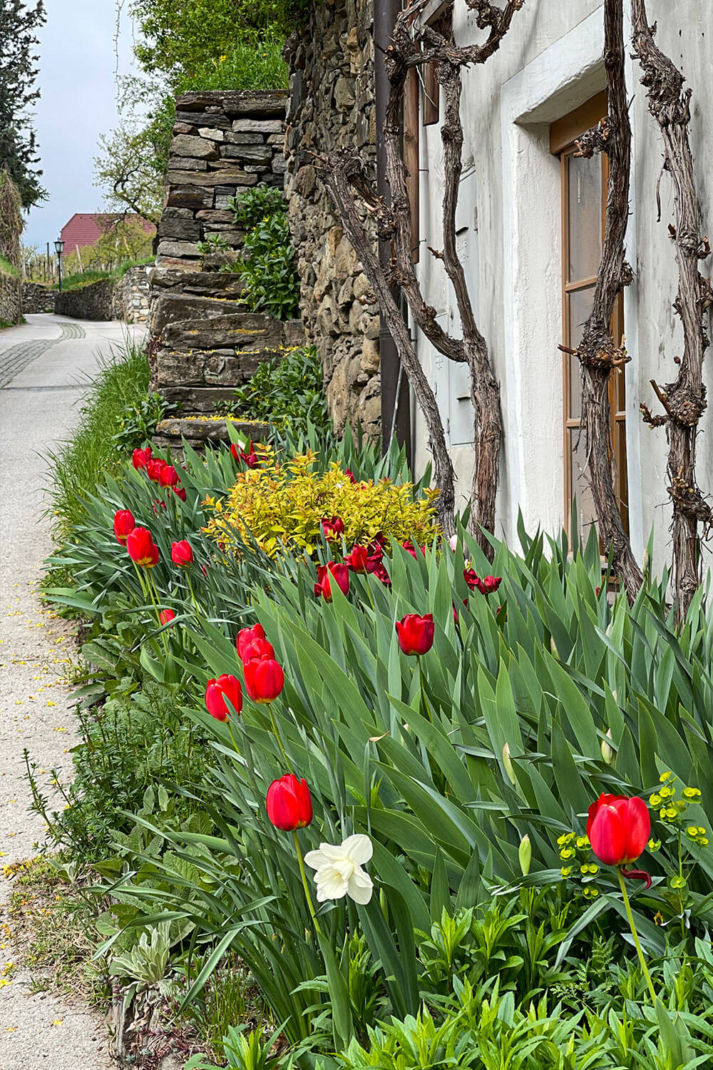 spitz_weinwanderweg_wachau