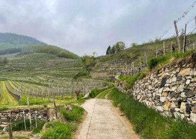 weinwanderweg_spitz_riedenwanderung_wachau