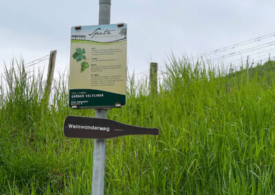 weinwanderweg_spitz_wandern_wachau