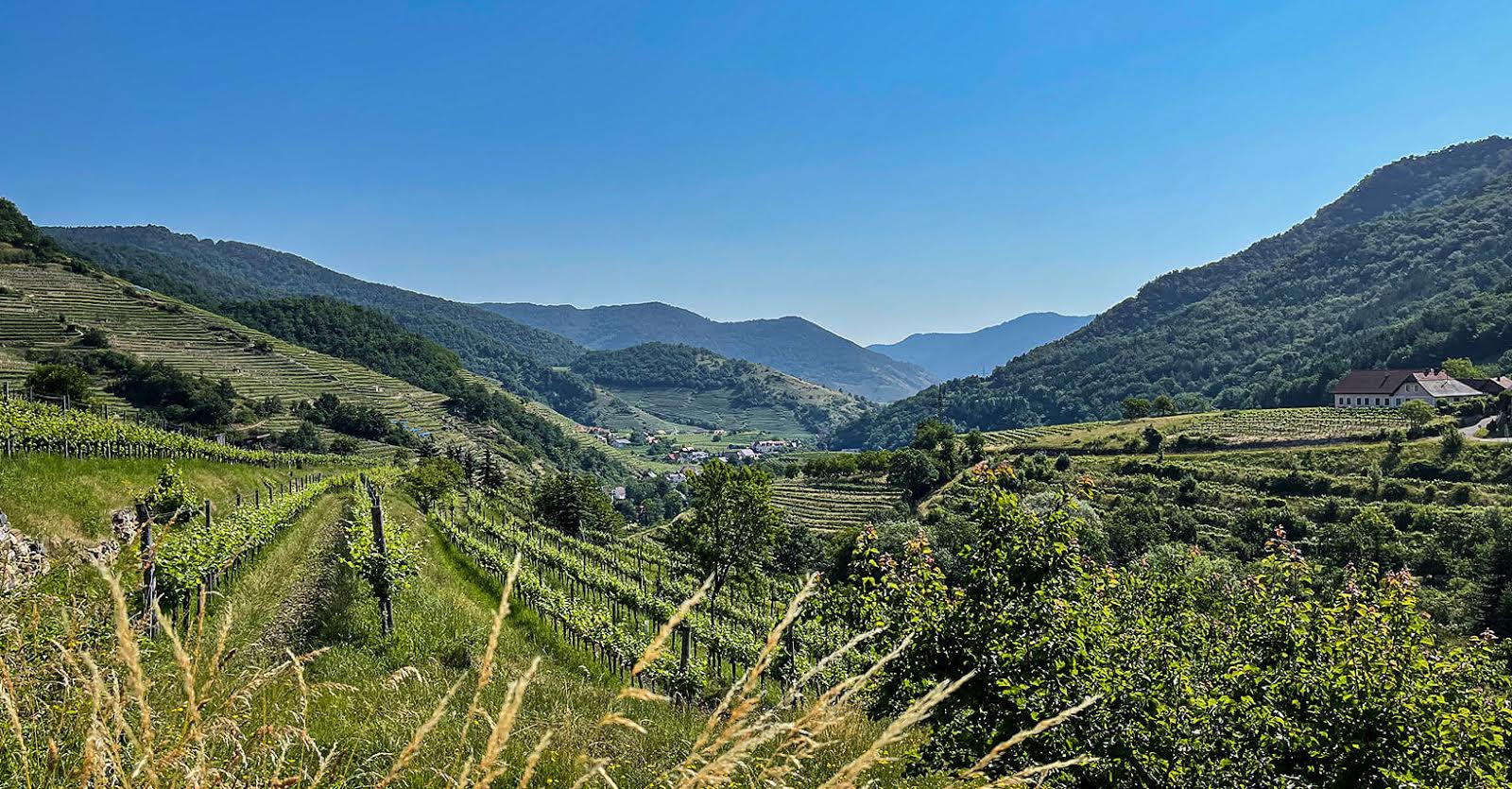 Wachau Spitzer Graben Ausblick Wandern