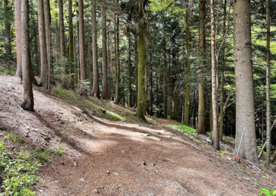 jauerling_wachau_waldweg