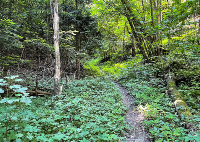 panoramaweg-spitzergraben_waldweg-wachau