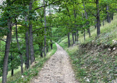 panoramaweg-spitzergraben_waldweg_wachau