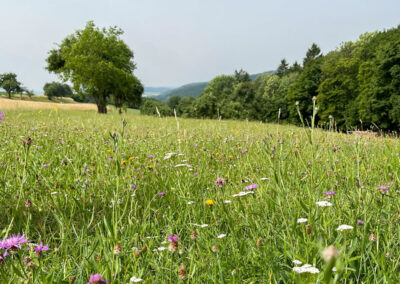 jauerling-runde_blumenwiese