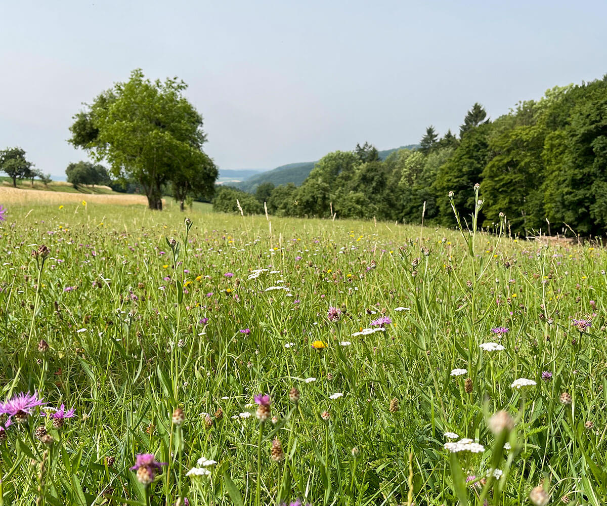 jauerling-runde_blumenwiese