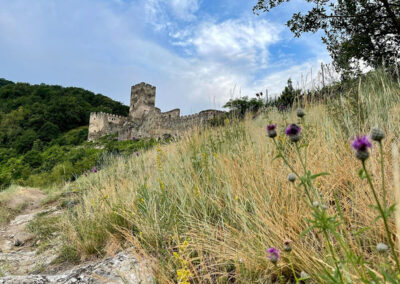 jauerling-runde_ruine-hinterhaus