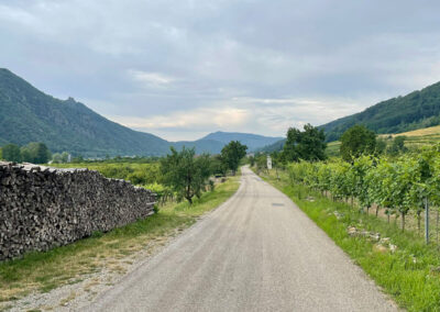 jauerling-runde_schwallenbach_wandern_wachau