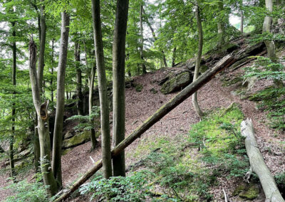 jauerling-runde_wachauer-urwald