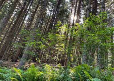 jauerling-runde_wald