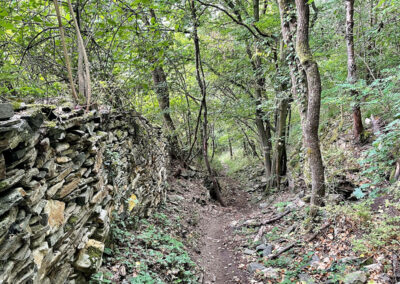 jauerling-runde_waldwanderung_wachau